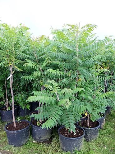 саженцы пионы: Клубни цветов. Пион травянистый Пионы гибридные. Пион древовидный — — 9