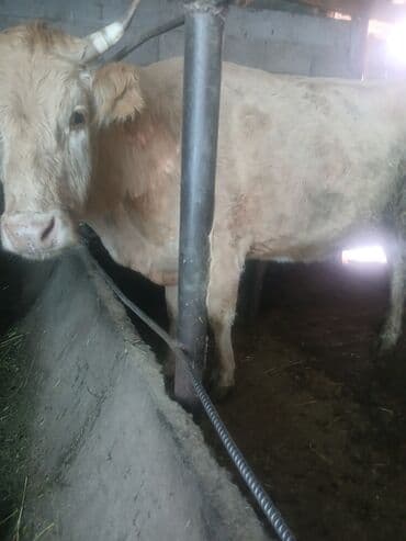 животные для дома: Продаю | Тёлка | Для разведения, Для молока | Стельные — 4