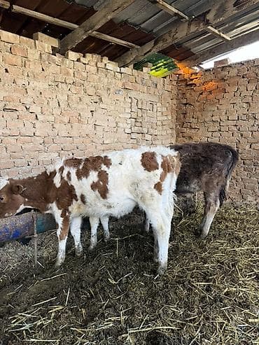 Услуги ветеринара: Продаю | Музоо, торпок | Швицкая | На откорм | Искусственник — 5