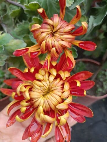 хризантема садовая купить: Горчешная хризантема! Большой выбор цветов оптом и в розницу — 5