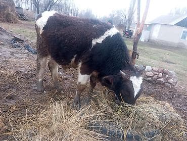 голштина фриз: Продаю | Бык (самец) | На откорм | Привязанные — 3