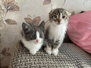 коты мейкун: Котята, домашнее выращивание. - Возраст: 2 месяца. - Окрас: - — 2