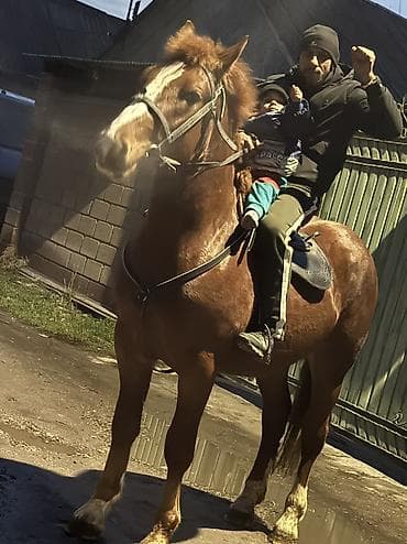 С/х животные и товары: Продаю | Конь (самец), Жеребец, Жеребенок | Першерон, Дончак | На забой, Для разведения, Для молока — 7