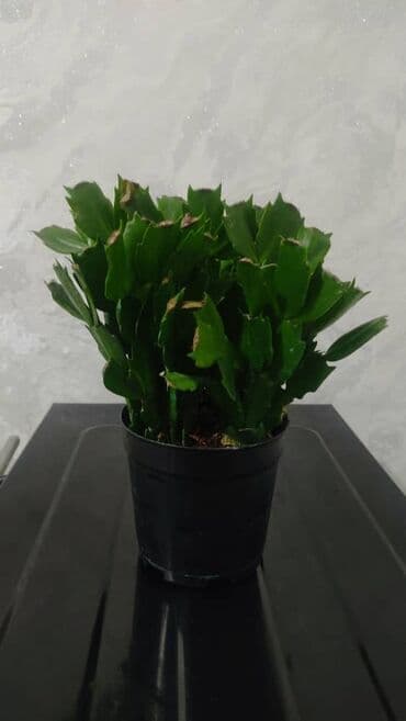 орхидеи в горшке купить с доставкой: Продаю цветы — 9