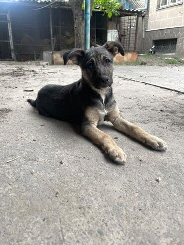 щенки белгийскоц овчарки: Ит бекер берилет: 2 айлык, Эркек — 22