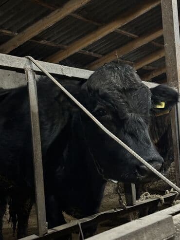 коровы молочной породы купить: Продаю | Бык (самец) | Для разведения | Привязанные — 1