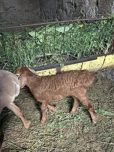 живые дрожи: Продаю | Овца (самка) | Для разведения | Матка — 3