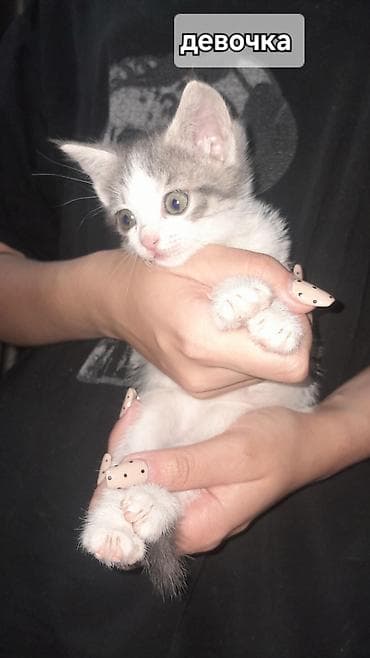 отдам хорошие руки котят: Отдадим котят в добрые руки, людям которые действительно любят — 4
