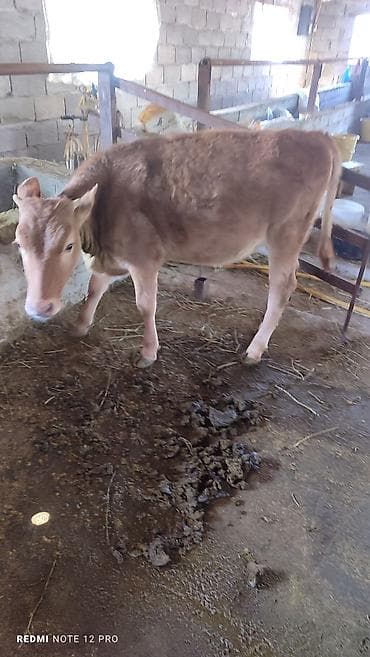 собаки тайган: Сатам | Кунаажын | Көбөйтүү үчүн — 2