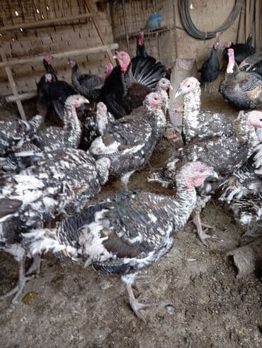 бельгийский бык цена: Индейки (молодняк и взрослые). - Порода/окрас: пятнистые, темные с — 2