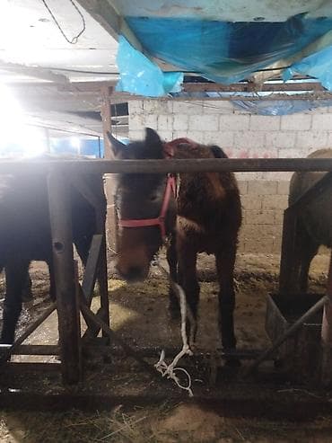 тай лошадь: Продаю | Жеребец | Рабочий — 10