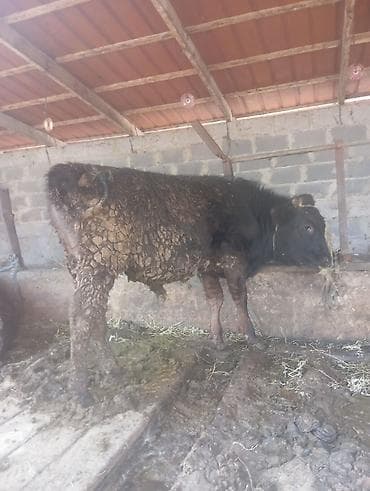 А/ч жаныбарларын сатып алам: Сатам | Бука (эркек) | Бордоп семиртүү үчүн | Байланган — 1