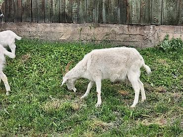 купить овец: Продаю | Коза (самка) | Зааненская | Для молока — 1