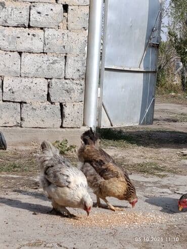 охотничье собаки: Сатам | Тооктор | Көбөйтүү үчүн — 3