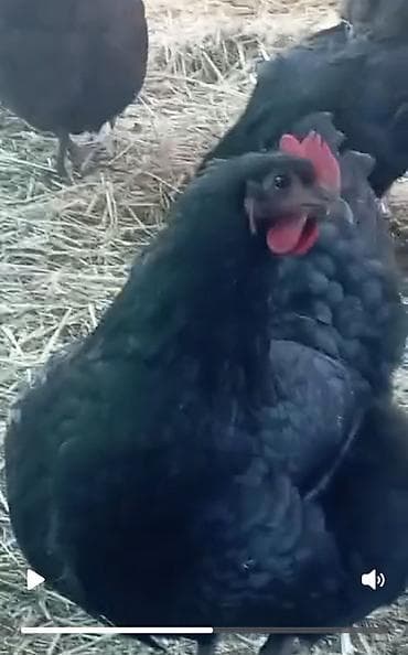 цыплят брама: Продаю | Куры | Для разведения — 3