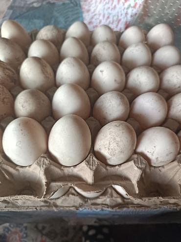 Утиная яйца инкубатырня сиавежй