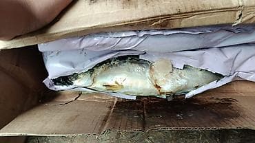 Замороженная целая рыба в заводской упаковке - Вид: жирная морская at lalafo.kg Замороженная целая рыба в заводской упаковке - Вид: жирная морская