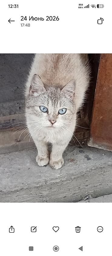 сиямский кот: Кошка даром: Сиамская, 4 года, Девочка, Метис — 1