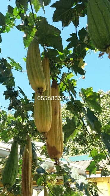 семечка тыквы: Семена овощей: Люффа, Самовывоз — 5