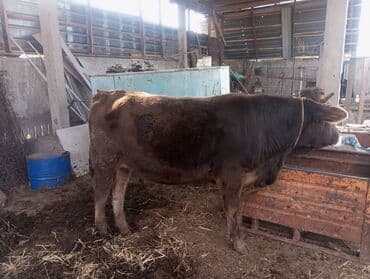 за сколько дней до отела корова наливает вымя: Продаю | Бык (самец) | На откорм | Привязанные — 3