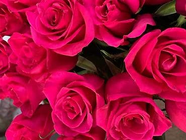 pro max 13: Розы Бишкек, букеты. Цветы. Гулдор. Гул. Розалар — 2