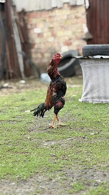 парода уйлар: Продаю | Петух | Бойцовая | Для разведения — 1