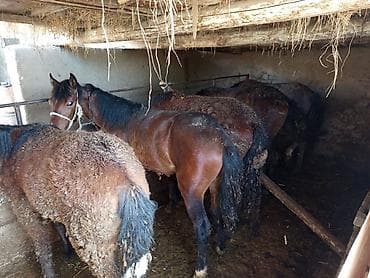 бетховен собака: Продаю | Жеребец | Полукровка | Для разведения — 4