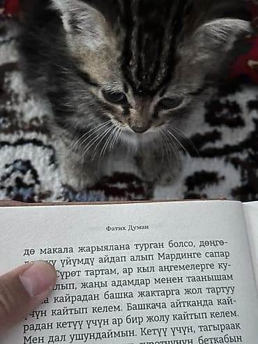египетский кошка: Кошка даром: Беспородная, 1 месяц, Мальчик, Метис, Приучена к лотку — 3