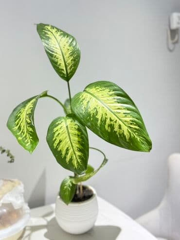 диффенбахия купить: Цветы низкий цены! От 200 сом выше Диффенбахия (Dieffenbachia) в — 2