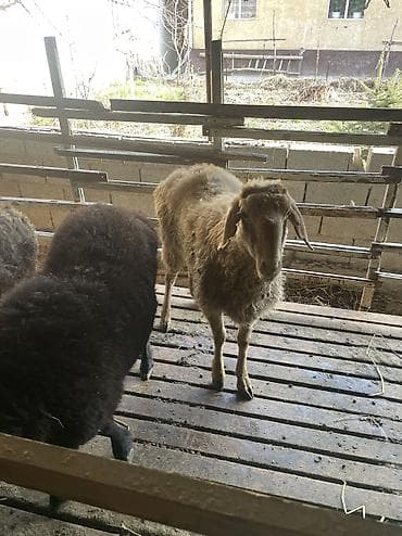 Продаю | Овца (самка) | Для разведения | Племенные at lalafo.kg Продаю | Овца (самка) | Для разведения | Племенные