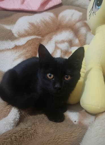 домик для котенка: 4 месяца, Девочка, Проглистована — 2