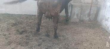 Баран, овца: Продаю | Корова (самка) | Полукровка | Для разведения | Привязанные — 3