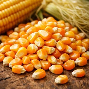 мака прес: Продаю кукурузу высшего качества. Без плесени, без мусора. В мешках — 1