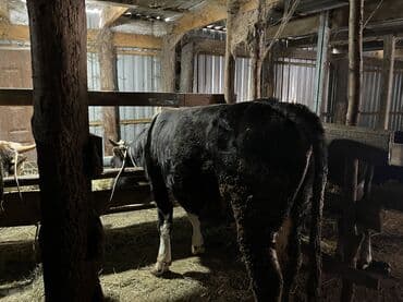 маленький кролик: Продаю | Бык (самец) | Симментальская | На откорм, На забой, Для разведения | Осеменитель, Привязанные — 2