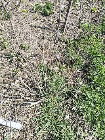 смородин: Саженцы ягодных кустарников: смородина черная и красная, крыжовник. - — 10