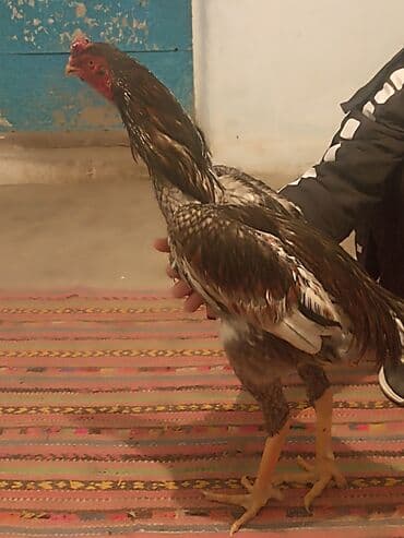 Собаки: Продаю | Петух | Бойцовая | Для разведения — 8