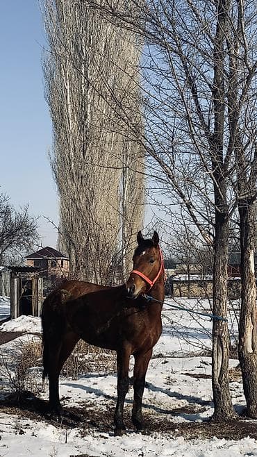 мопс щенок купить: Ат Сатылат, 2 жаш бою 155 Минги жоош Буту колу таза ичип жеши жакшы — 5