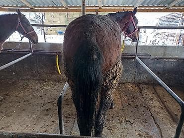 коный спорт: Продаю | Кобыла (самка), Конь (самец), Жеребенок | На забой, Рабочий — 5
