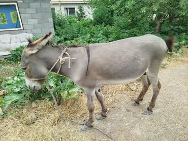 собака доберман сколько стоит: Осёл (домашний, упряжной/вьючный) - Окрас: серый с более тёмной — 1