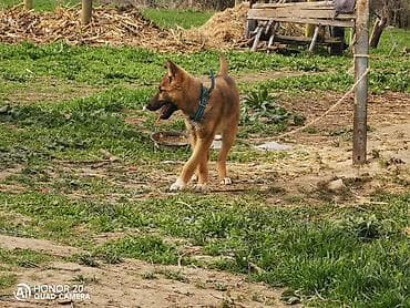 цена хаски щенок: Овчарка, 5 месяцев, Самка — 6