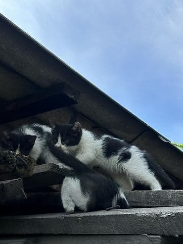 котенок даром: Кошка даром: Беспородная, 2 месяца, Девочка, Метис — 1