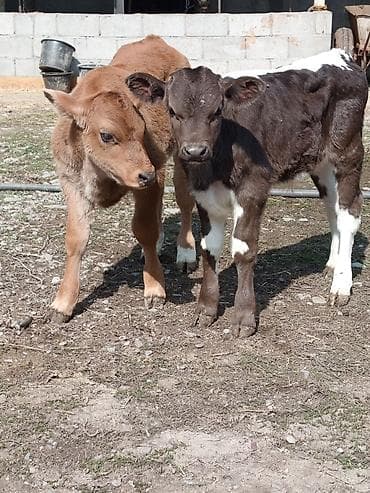 А\ч жаныбралары үчүн товарлар жана шаймандар: Сатам | Музоо | Аргын | Бордоп семиртүү үчүн | Жасалма уруктандырылган — 1