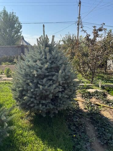 куплю рассаду клубники: Продаю!!!! Продаю голубые ели от 1.20см до 2.80см. Оптом дешевле) — 4