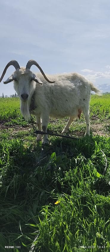 телята музо: Продаю | Коза (самка) | Полукровка | Для молока | Котные — 5