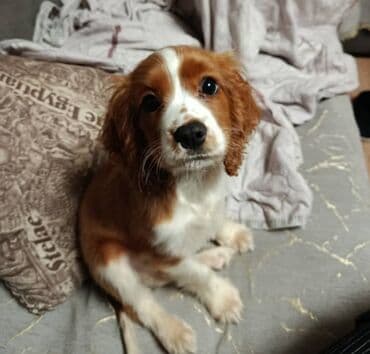 отдам алабая в добрые руки: Кокер-спаниель, 4 месяца, Самец — 1