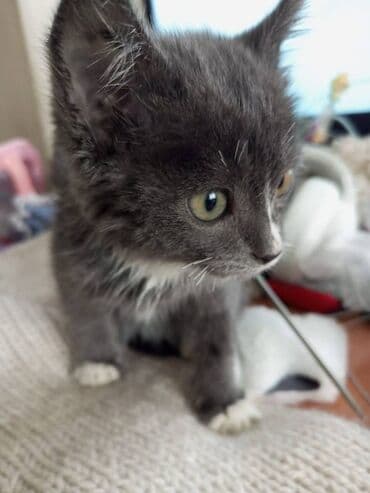 корм для форели: 1 месяц, Мальчик — 2