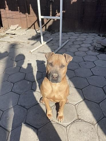 собака бишкек: Собака даром: Амстафф, 1 год, Самец — 3