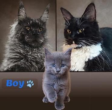 мэйн кун: Предоставляются к бронированию крупные котята породы мейн-кун от — 1