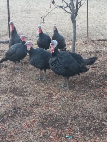 яйца павлина: Индюк короз,макилар сатылат келишим баада — 2