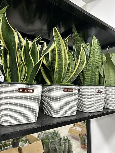 Сансевиерия (Sansevieria trifasciata, «щучий хвост») в декоративном — 4